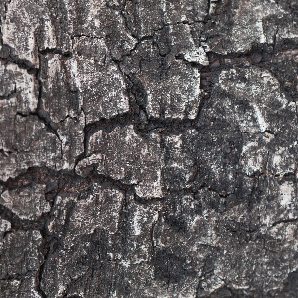 Tree bark close-up photo