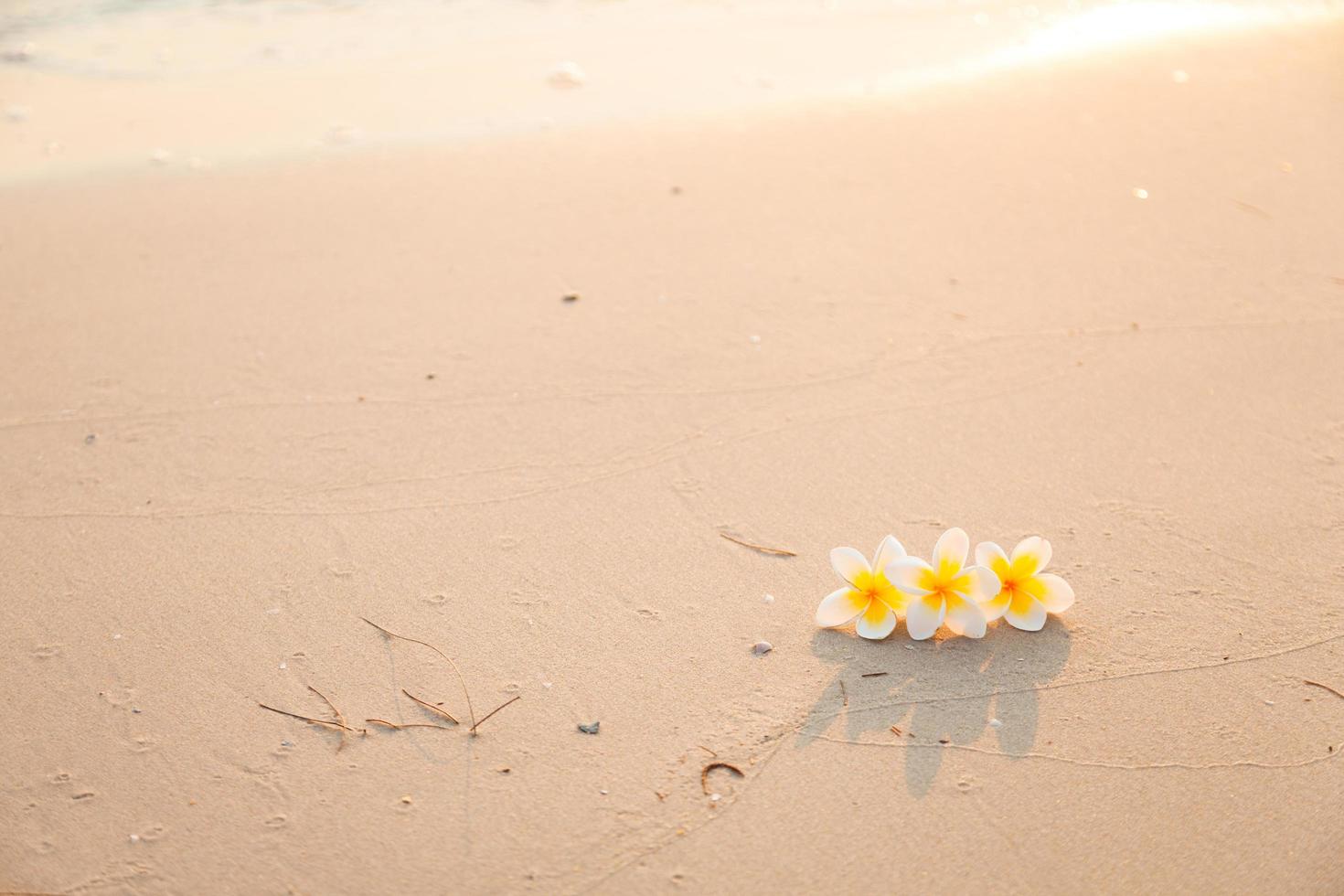 Flower on the sand on the beach photo