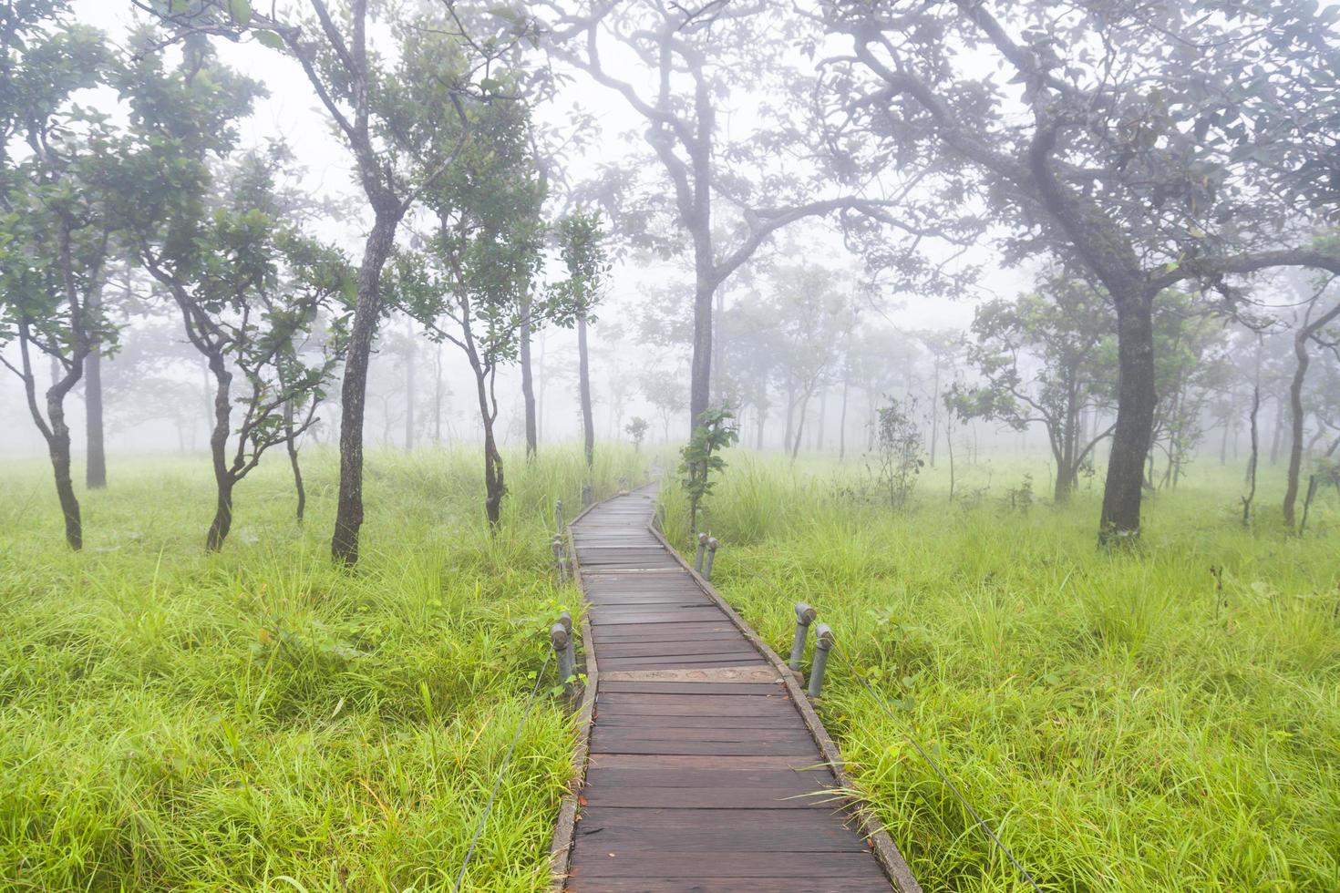 Wooden walkway in the forest photo