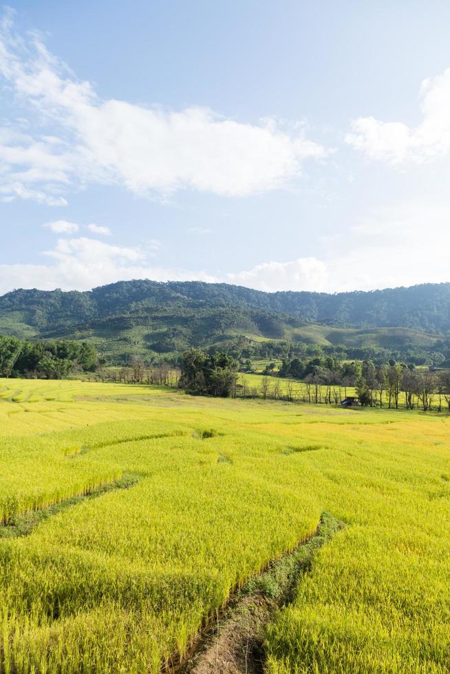 Rice farm on the mountain in Thailand photo