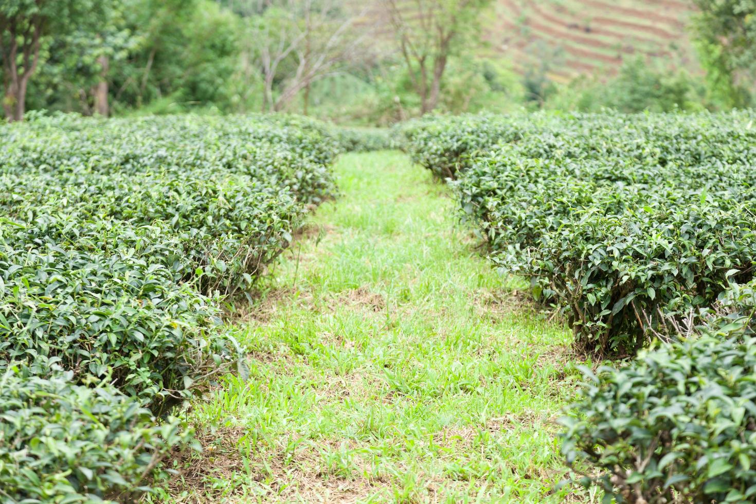 granja de té en tailandia foto