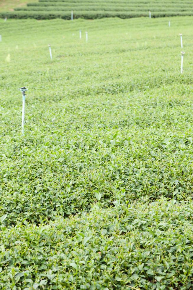 granja de té en tailandia foto