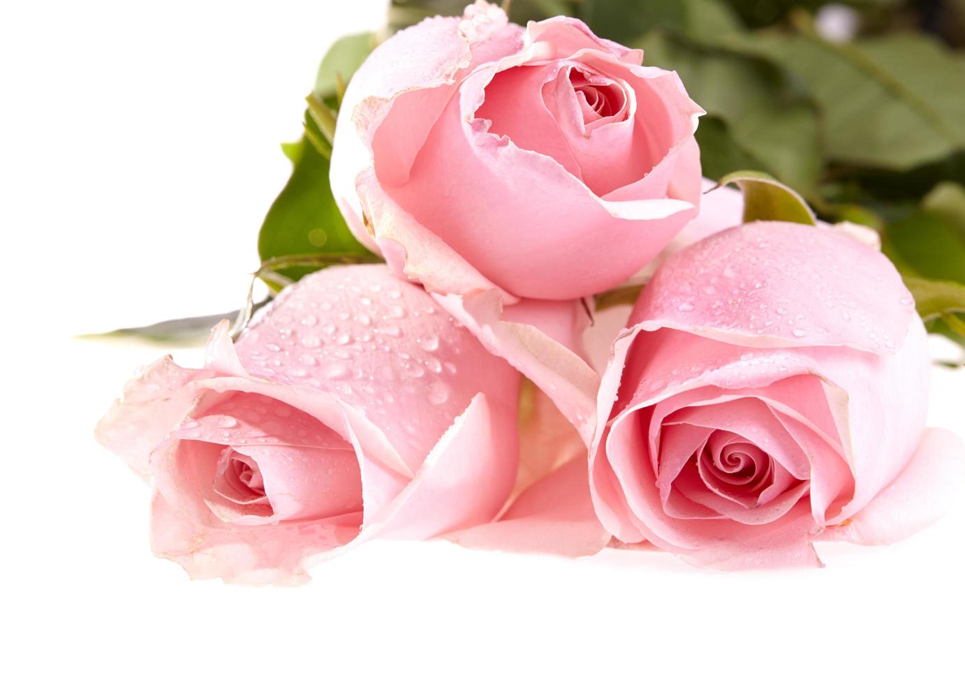 Three pink roses photo