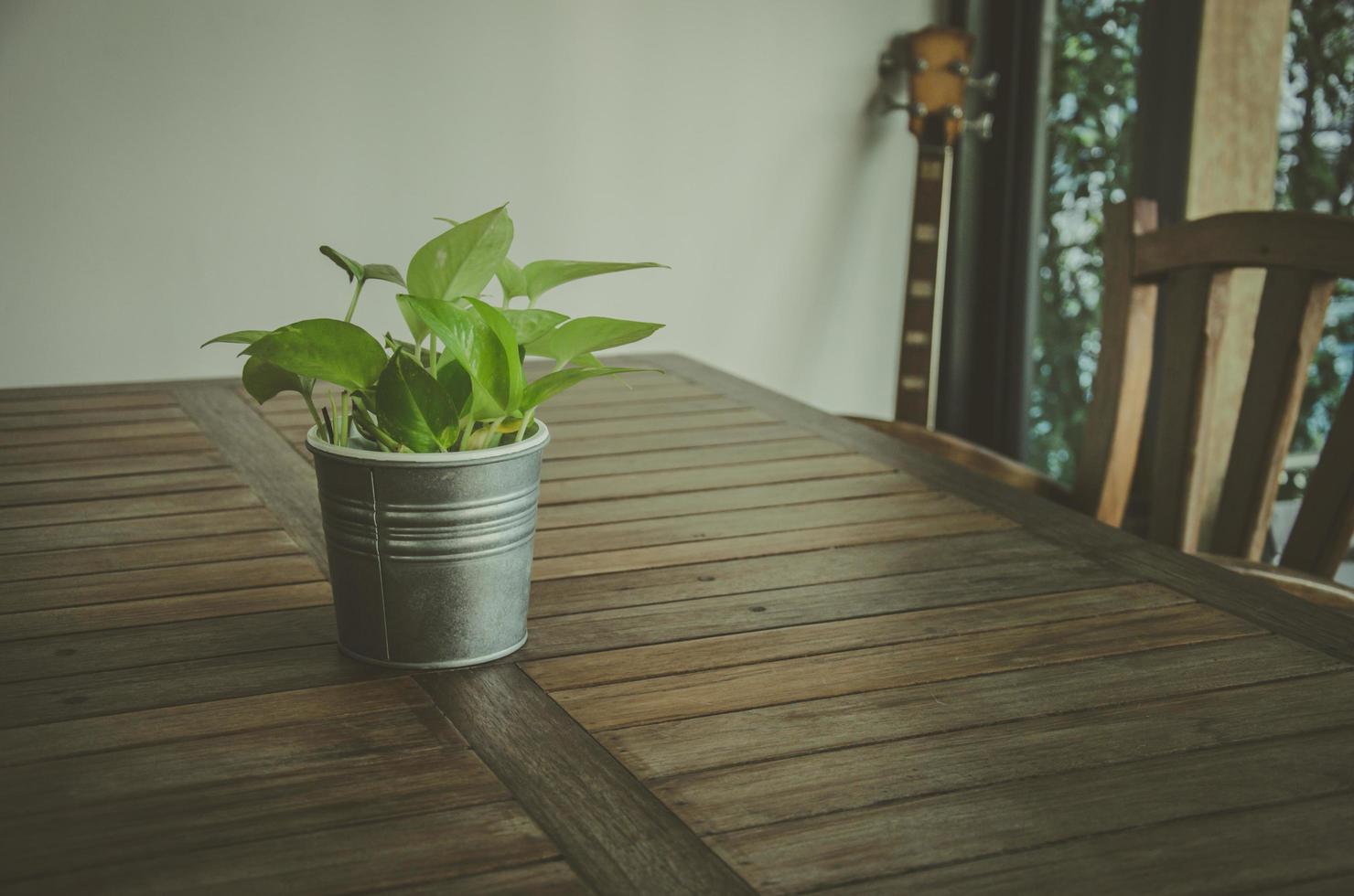 Pothos cutting on a table photo