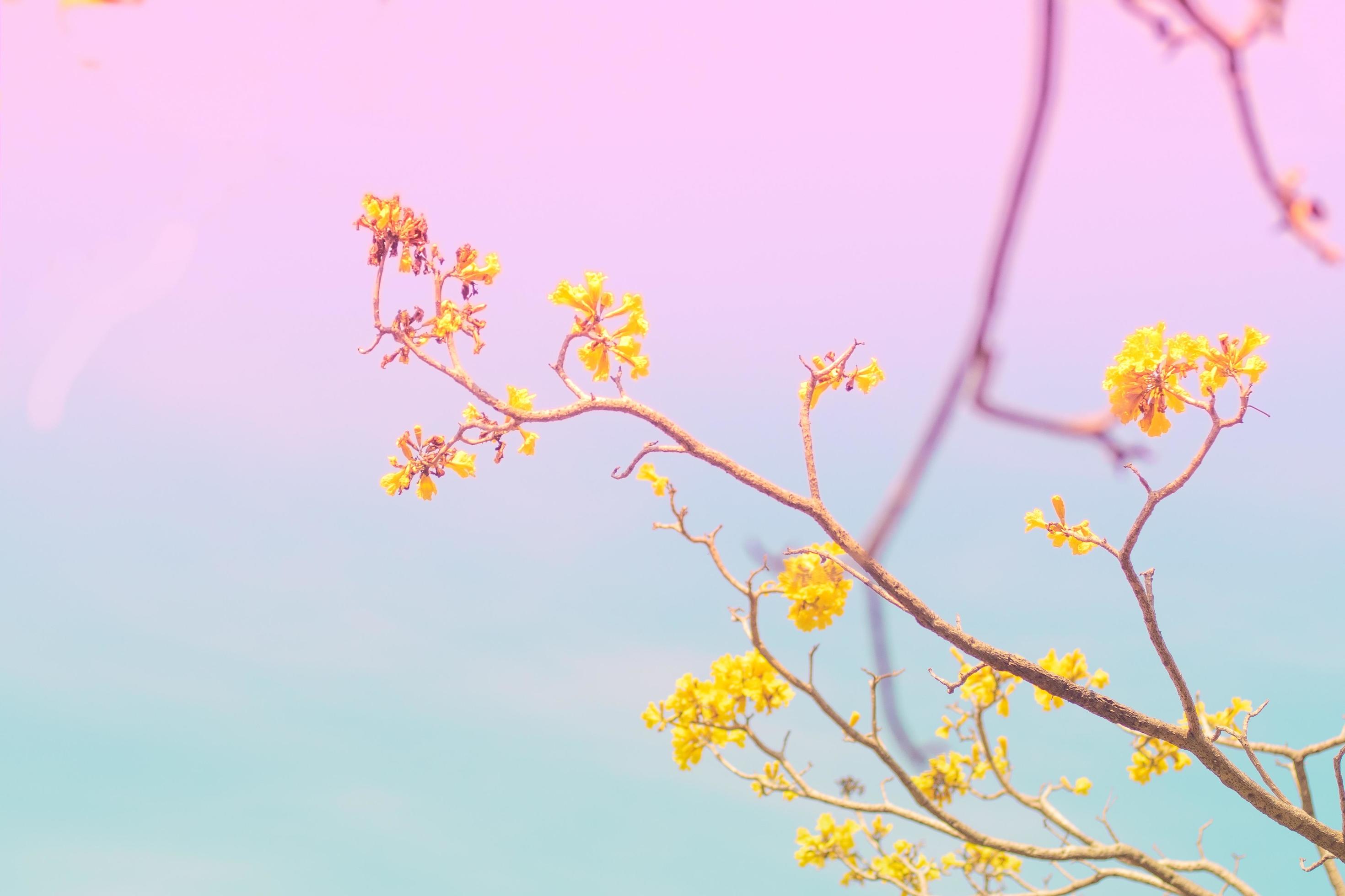 Blue And Purple Sky With Yellow Flowers Stock Photo Blue And Purple Sky With Yellow Flowers Stock Photo