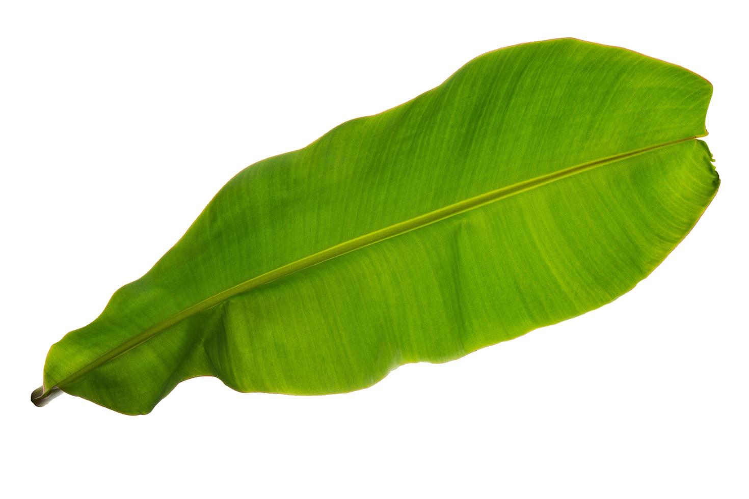 Tropical green leaf on white photo