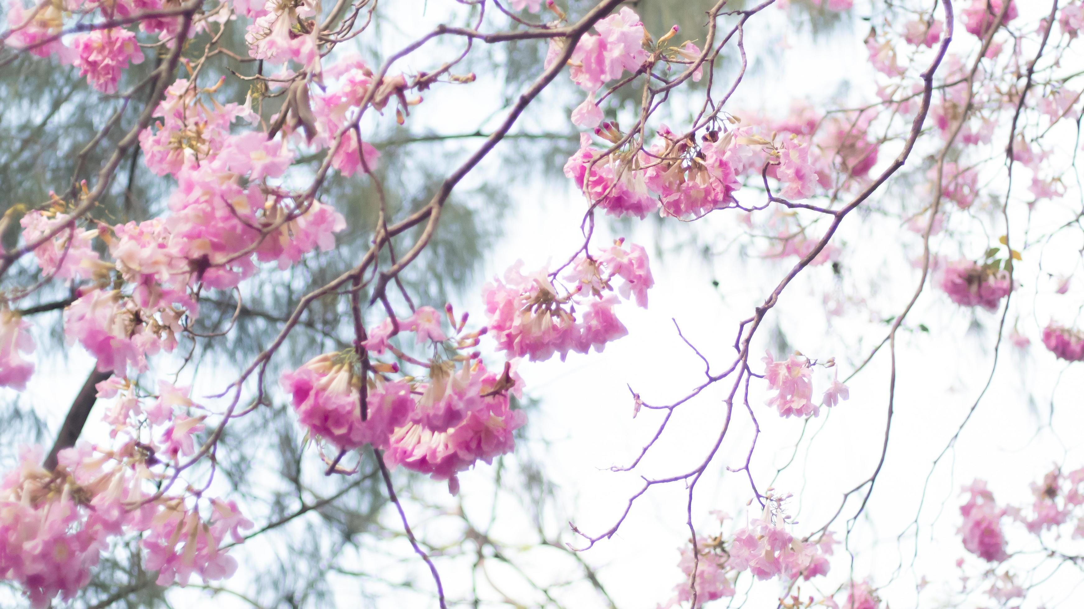 Spring blossom background photo