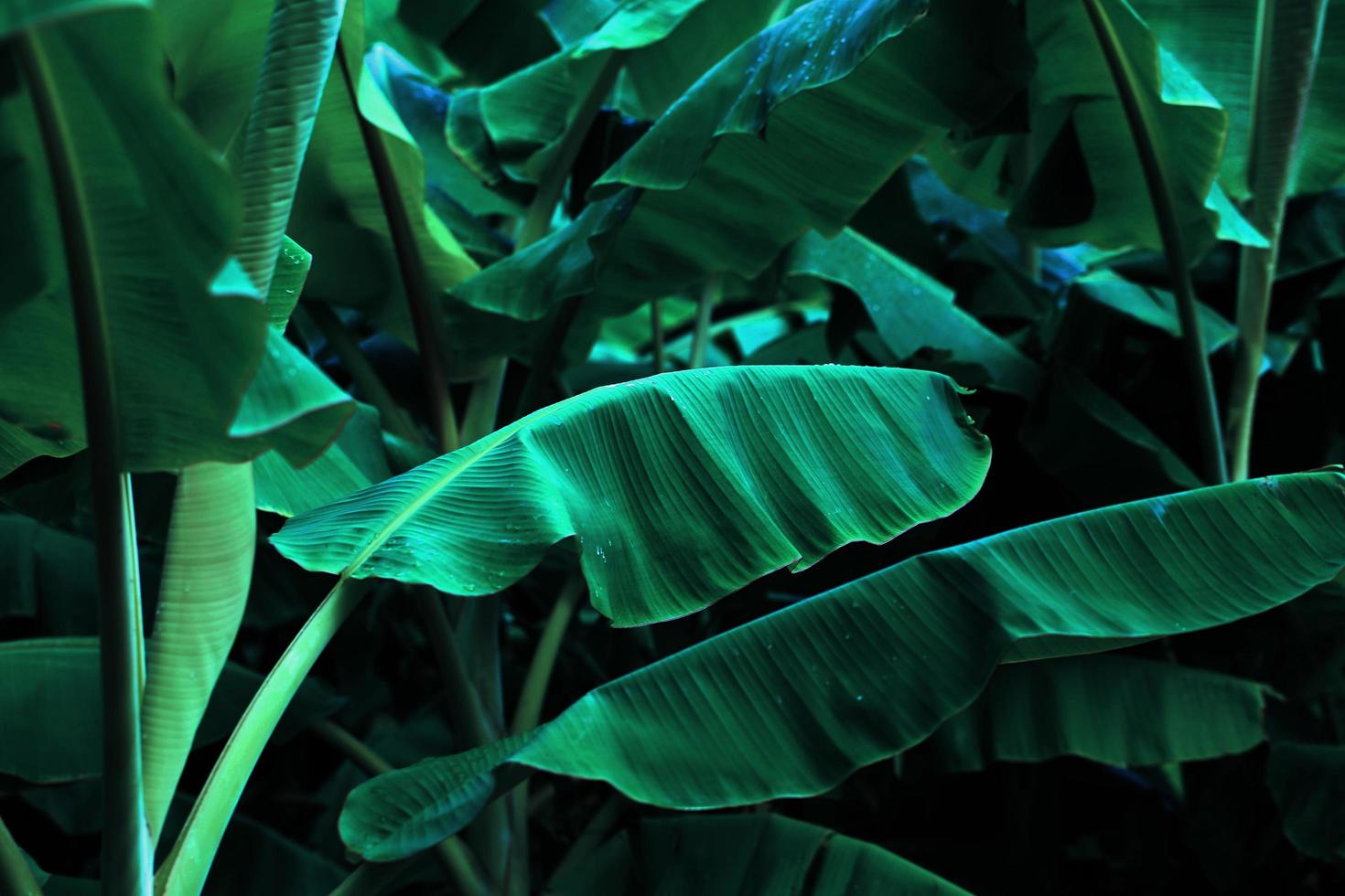 Green leaves in jungle photo