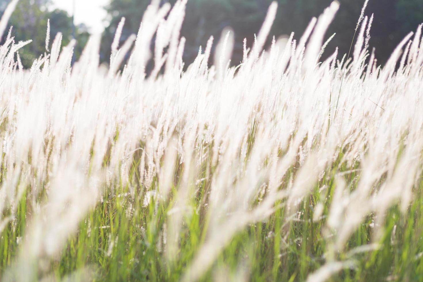 Grass flowers of the grass photo