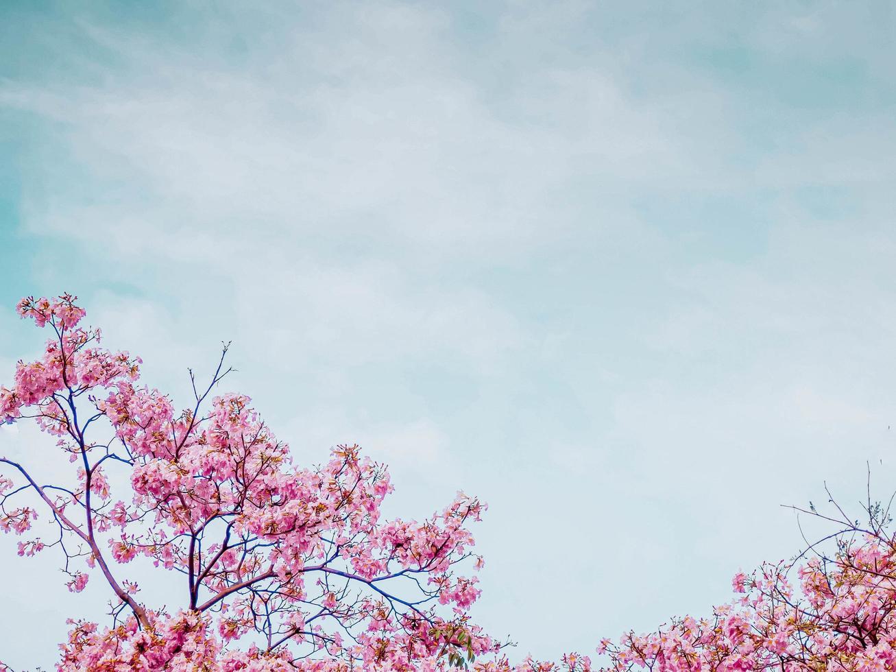 Pink tabebuia flower blossom against blue sky photo