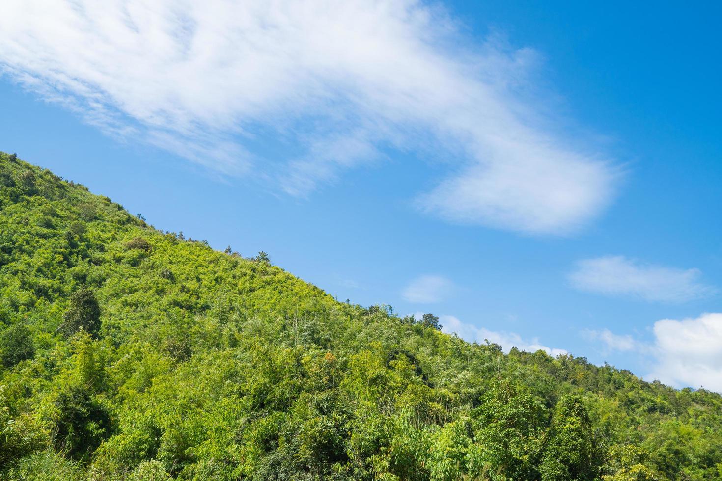 Forest on the mountains photo