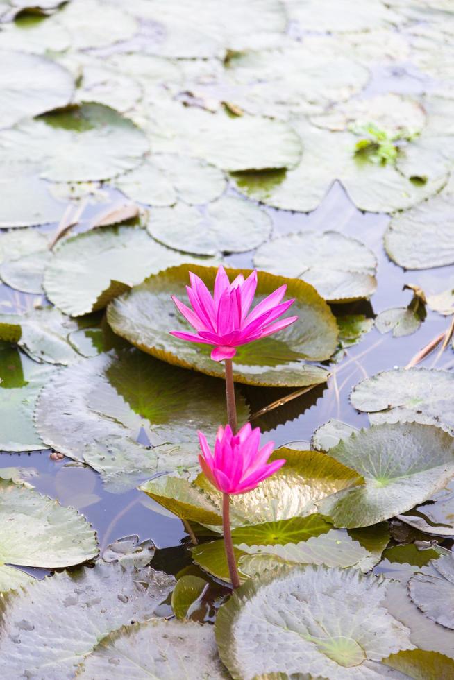 Lotuses in a pond photo