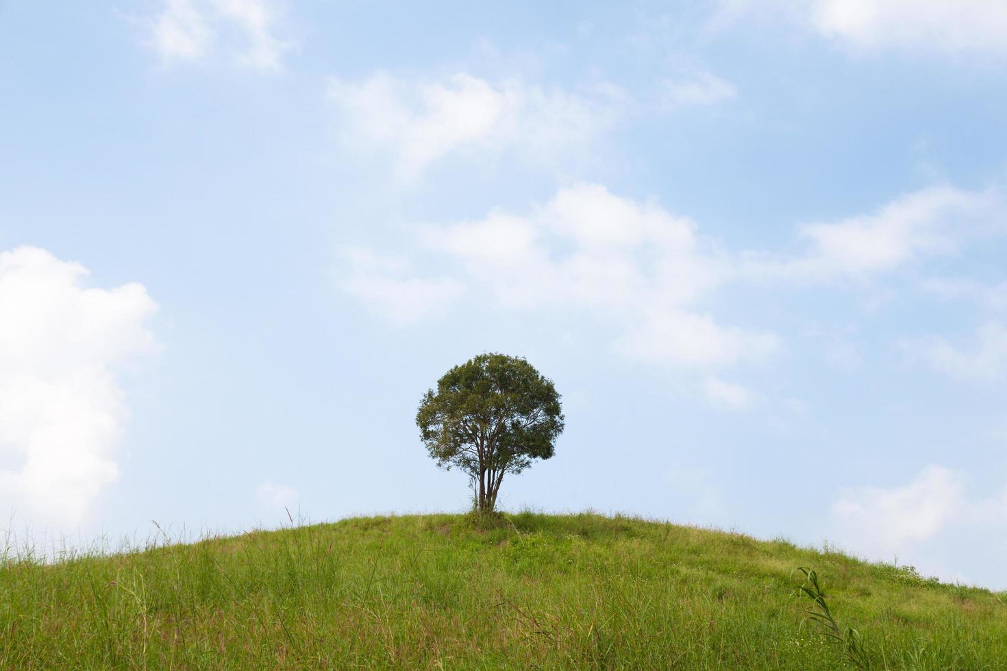 Single tree on a hill photo