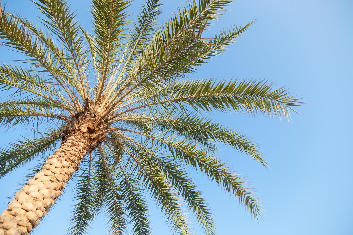 Large palm tree in Thailand photo