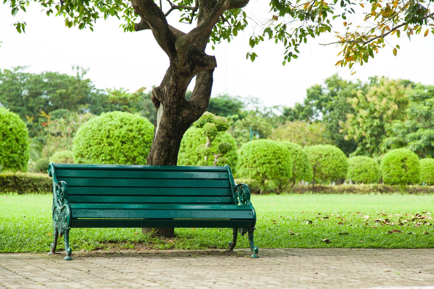 banco debajo de un árbol foto