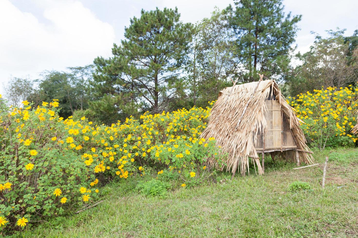 Hut on the lawn photo