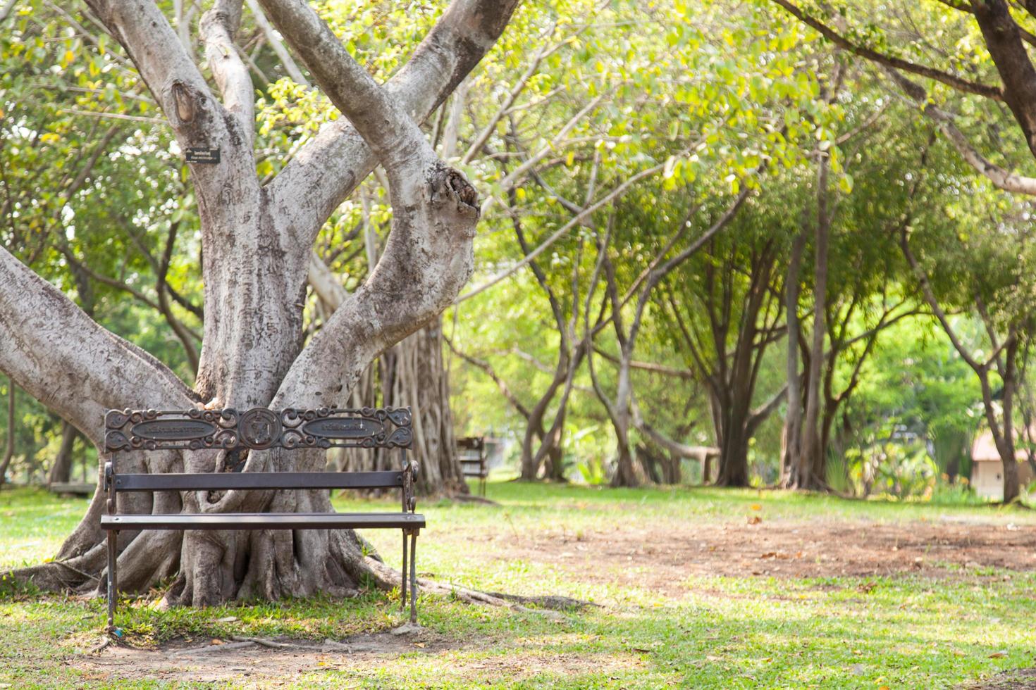 banco debajo del árbol en el parque foto