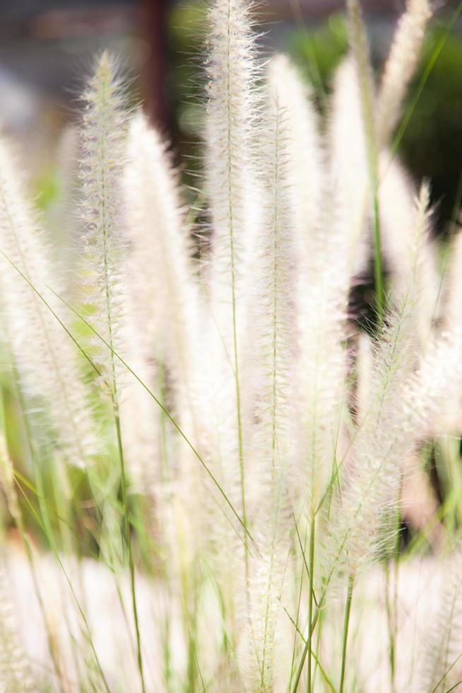 Flowers of grass photo