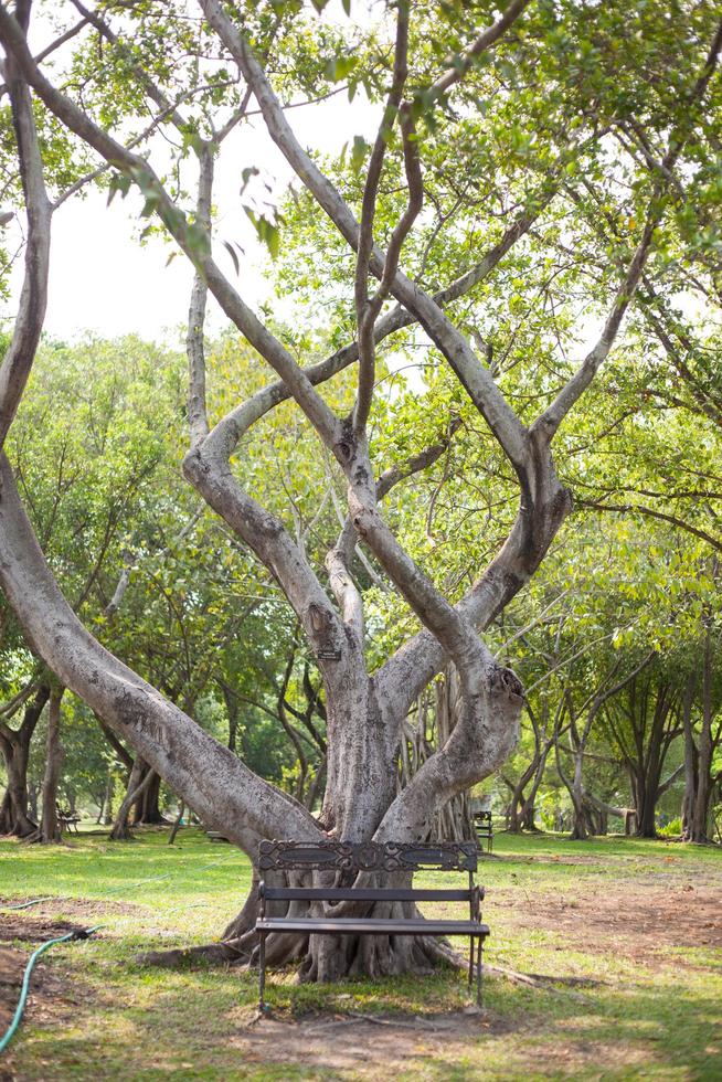 banco de madera debajo del árbol foto