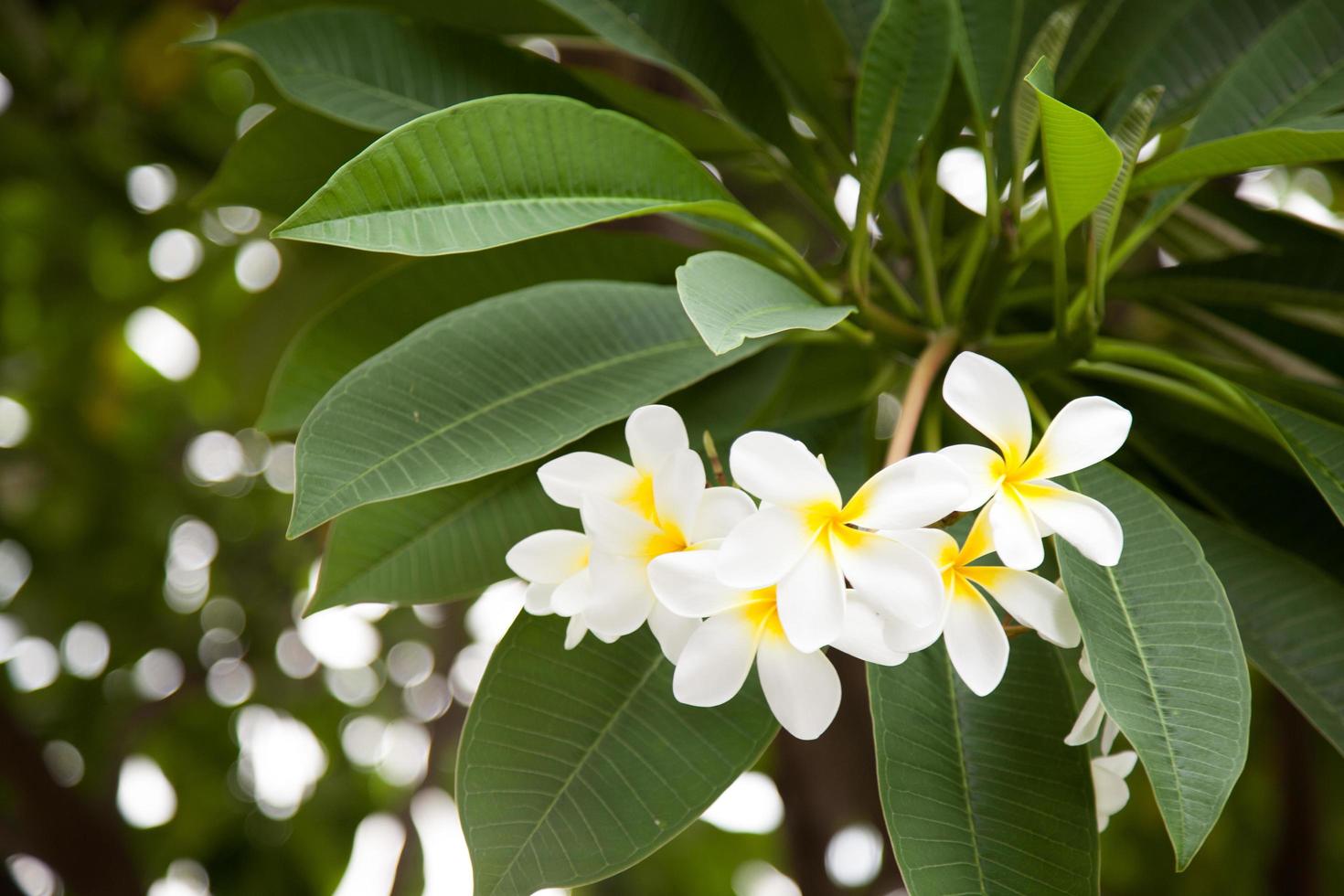 flores blancas en el arbol foto