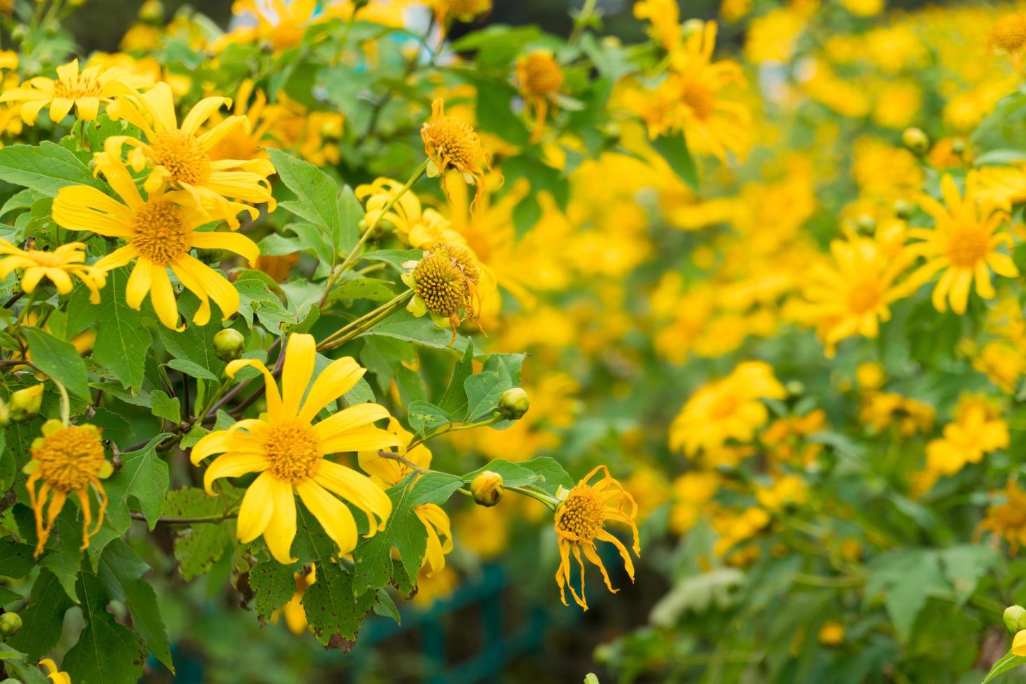 Yellow flowers in Thailand photo