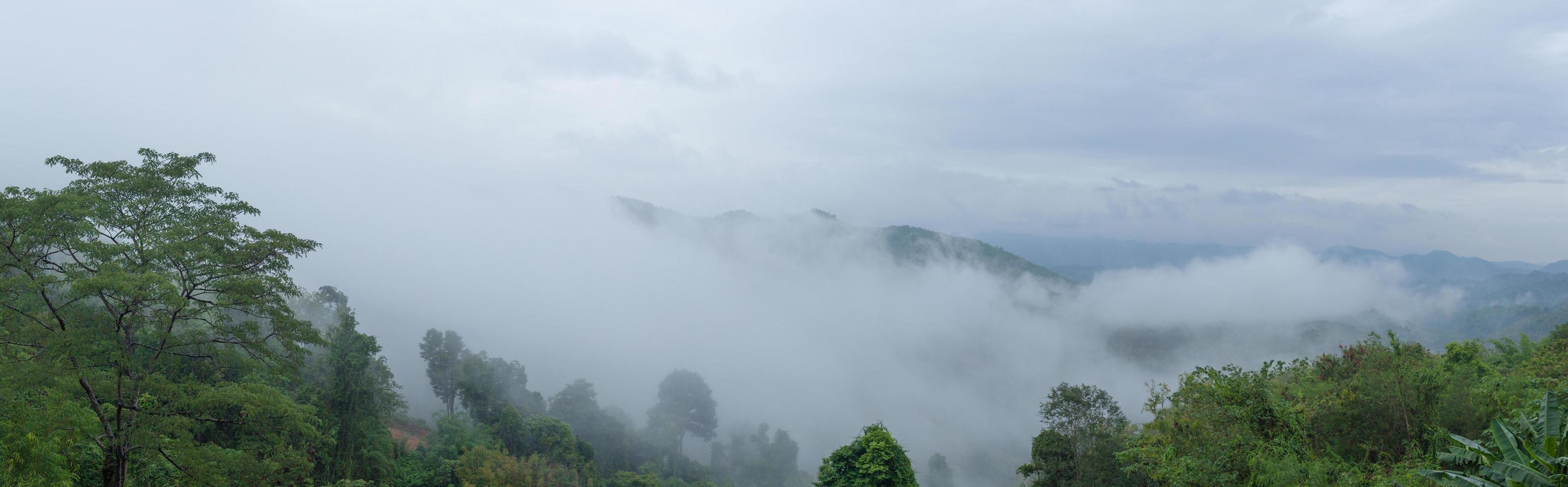 panorama de árboles cubiertos de niebla foto