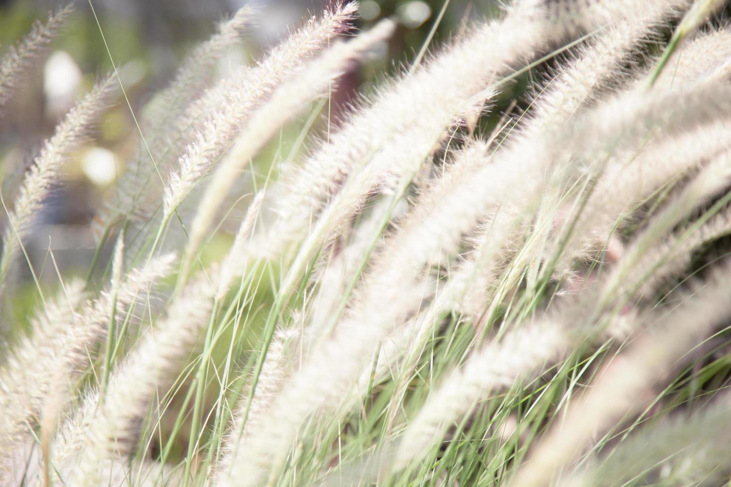 Flowers of grass photo