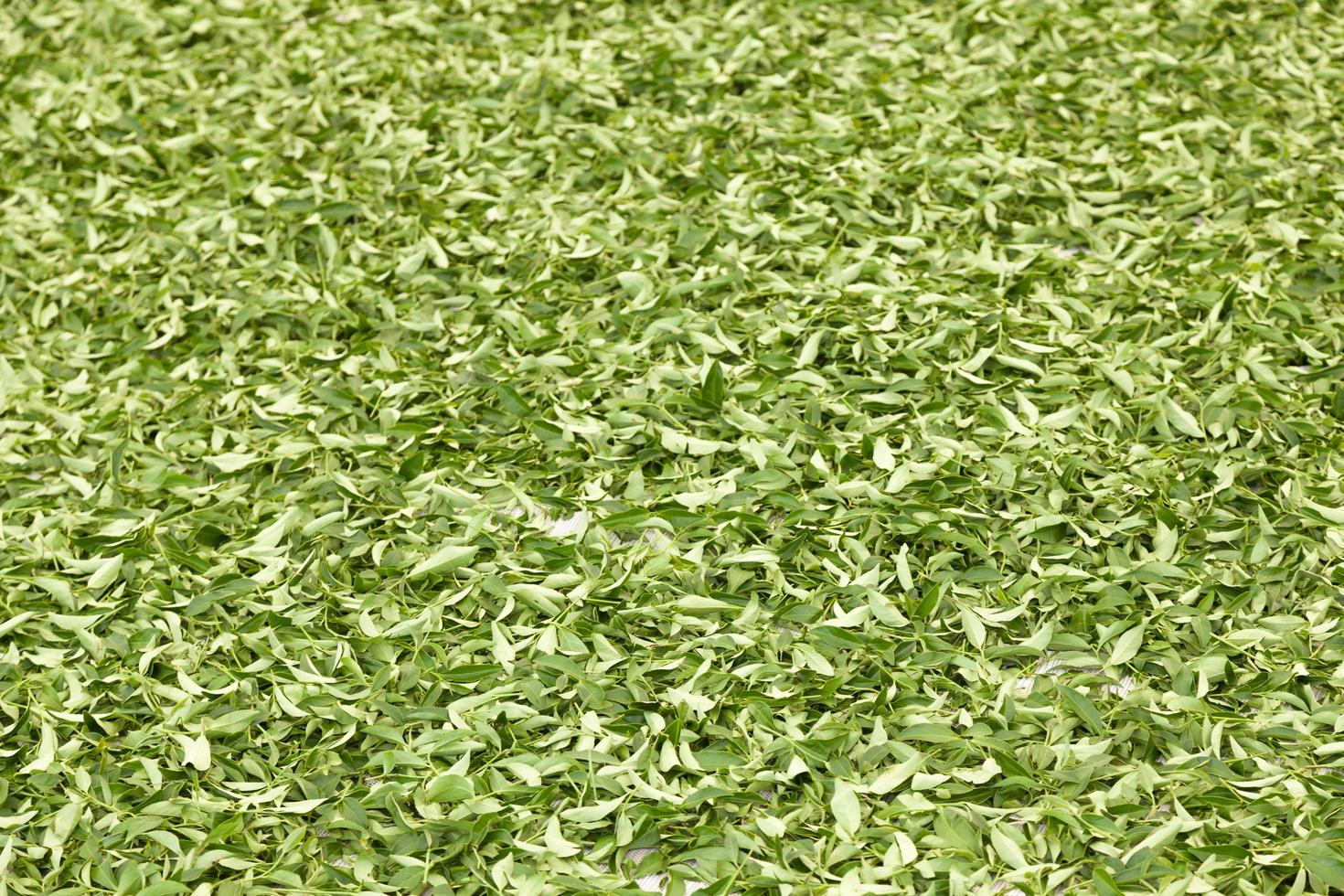 hojas secas de té foto