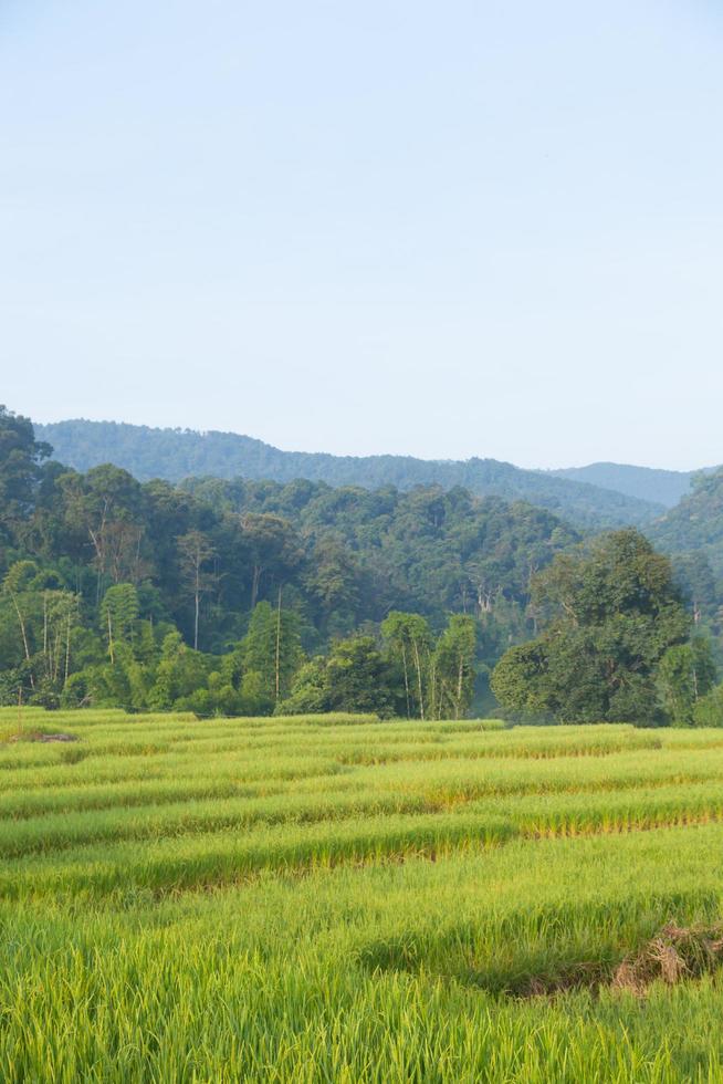 Rice field on the hill photo