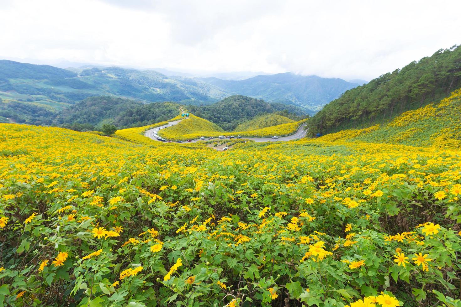 Yellow flowers in Thailand photo