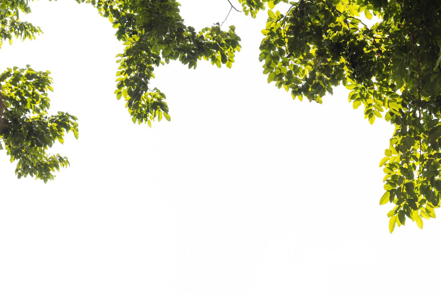 Tree branches, white background photo