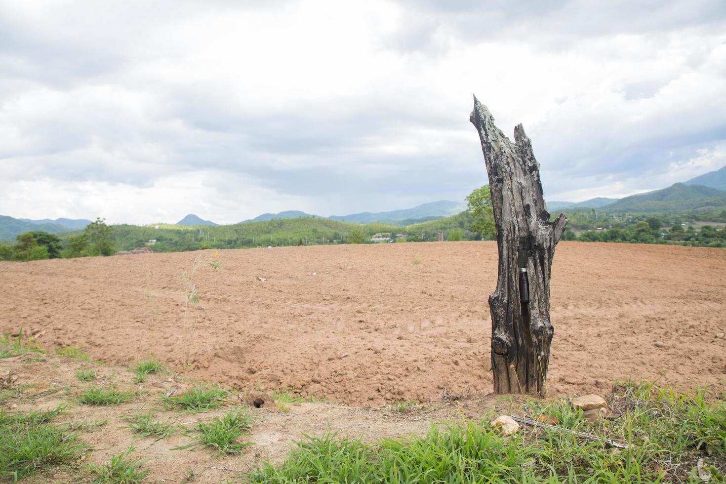 Dead tree in the field photo