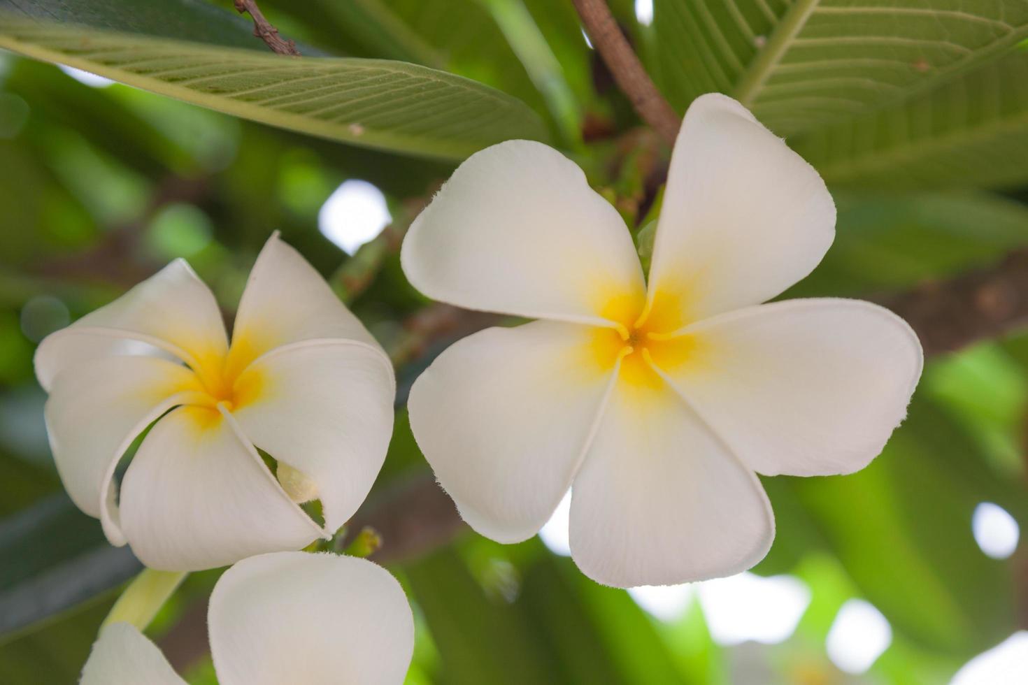 flor blanca en plena floración foto