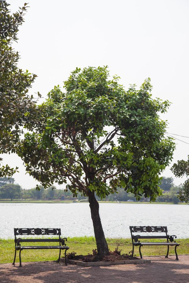 bancos debajo del árbol foto