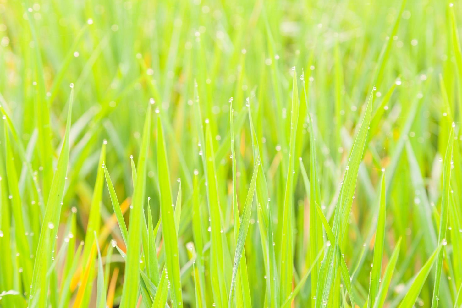 Water droplets perched atop the grass photo