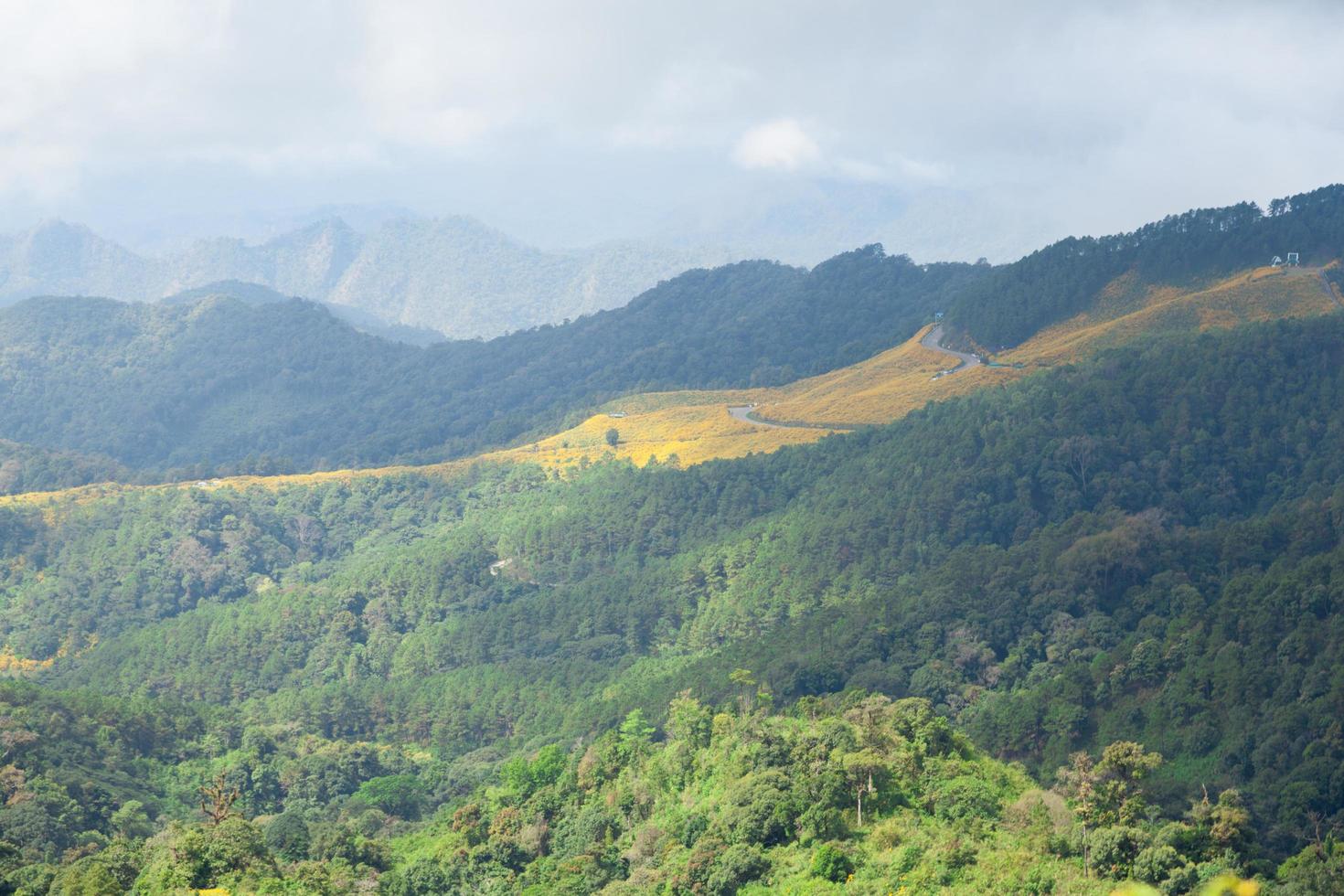 bosque en las montañas en tailandia foto