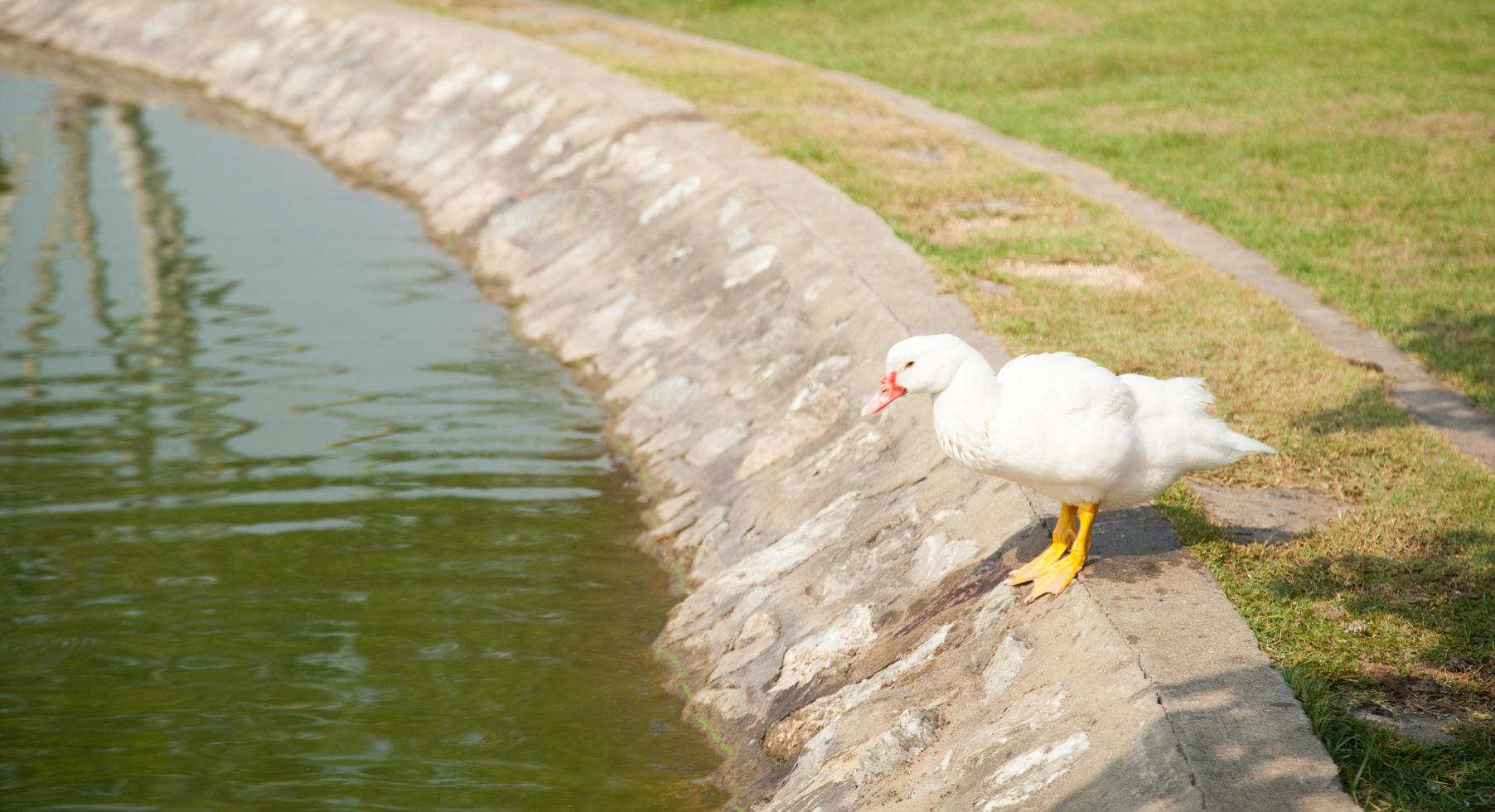 pato blanco al lado de la piscina. foto