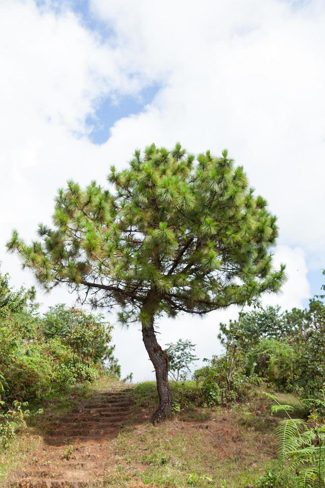 Tree by the footpath photo