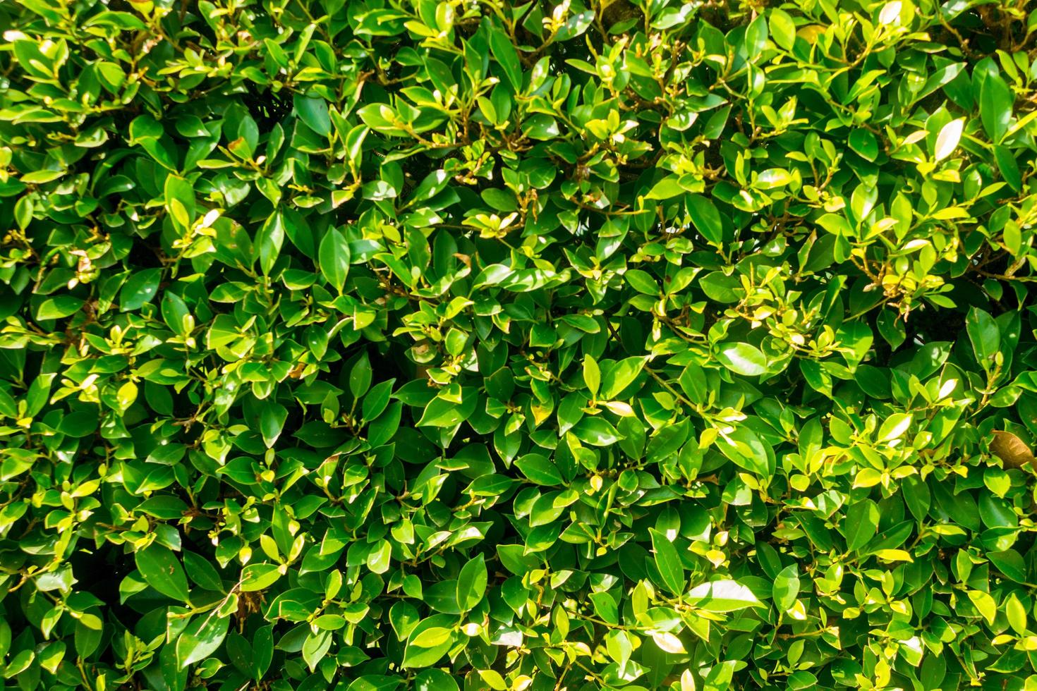 Muro de arbustos verdes para textura o fondo foto