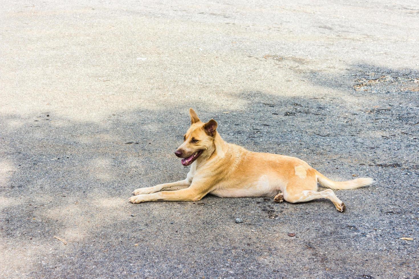 perro callejero tendido en la calle foto