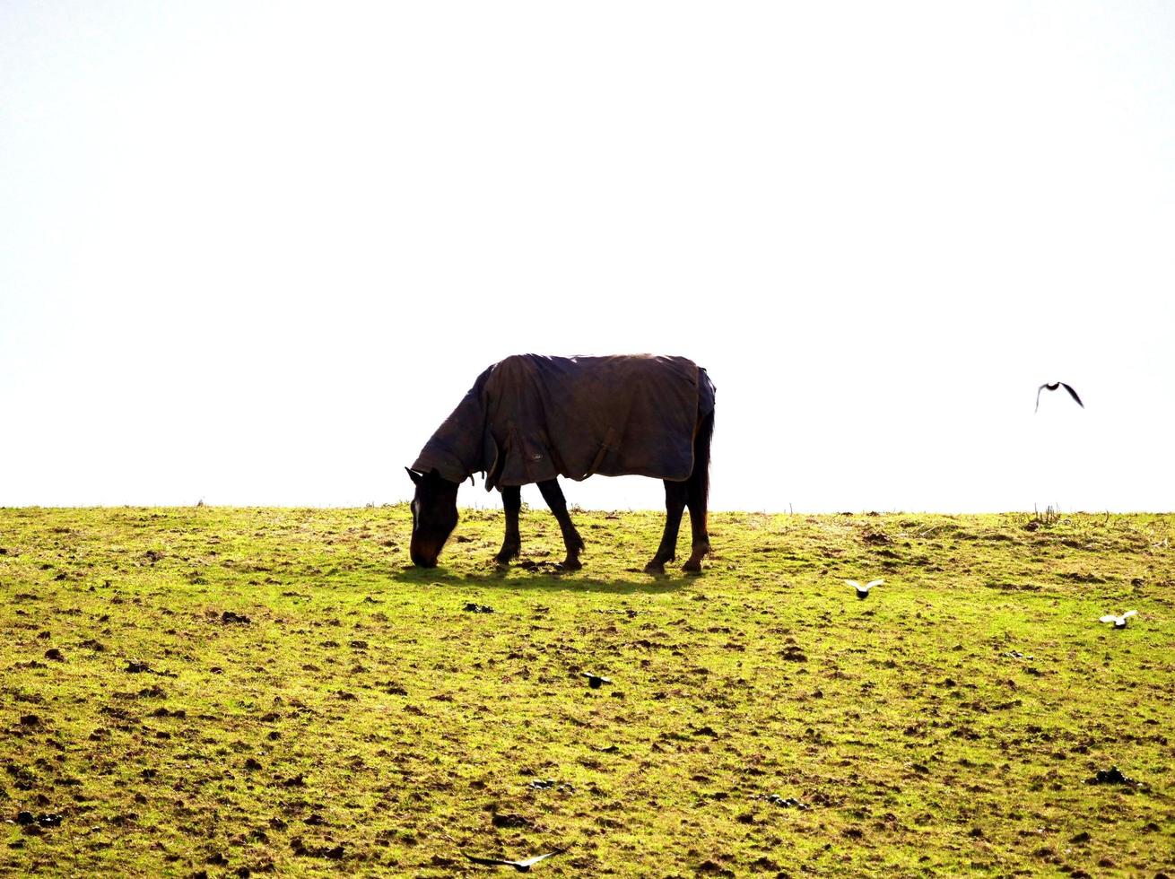 caballo pastando en una colina foto