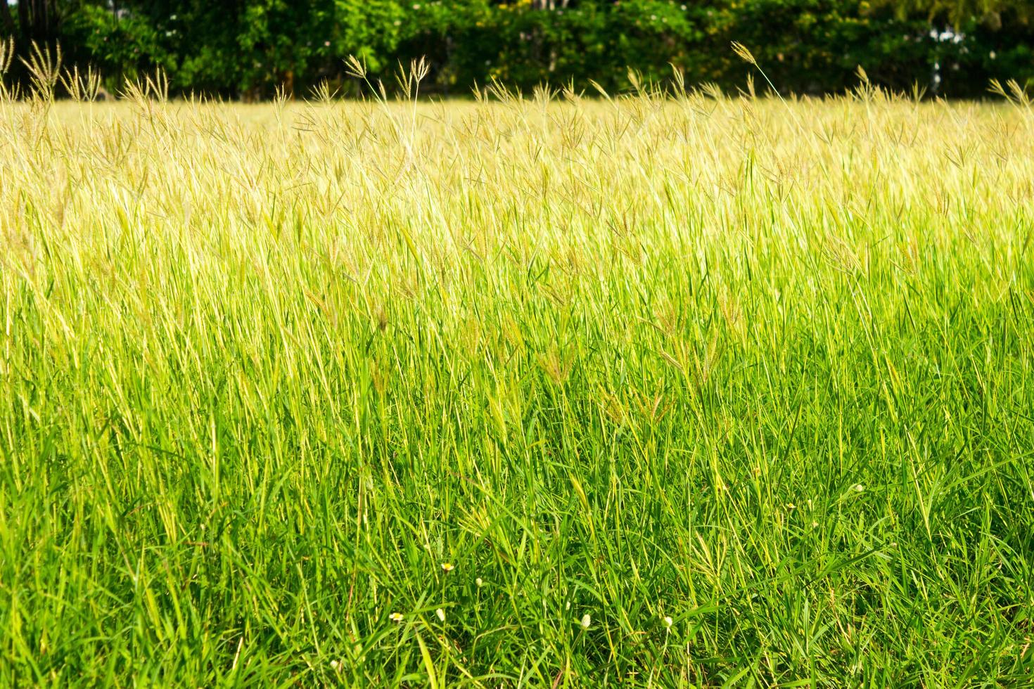 Grass in a meadow photo