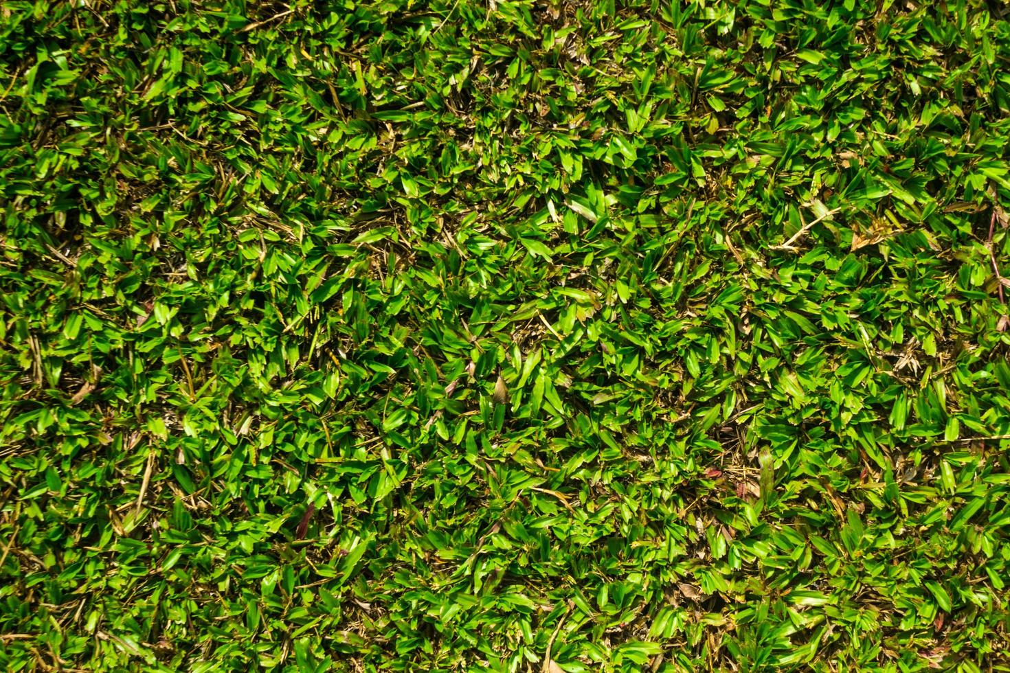 hierba verde para textura o fondo foto