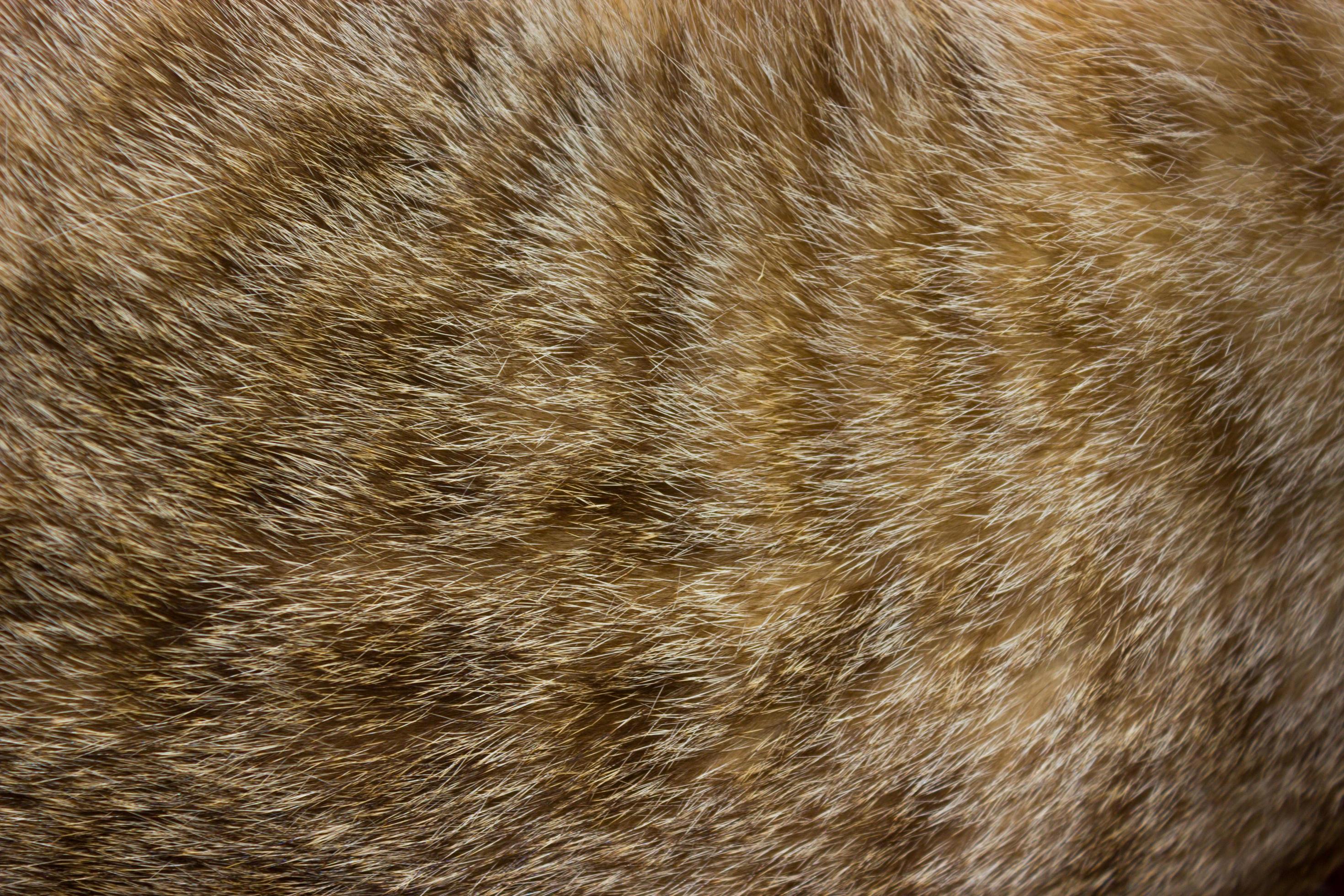 Closeup of cat fur for texture or background 1948460 Stock Photo at