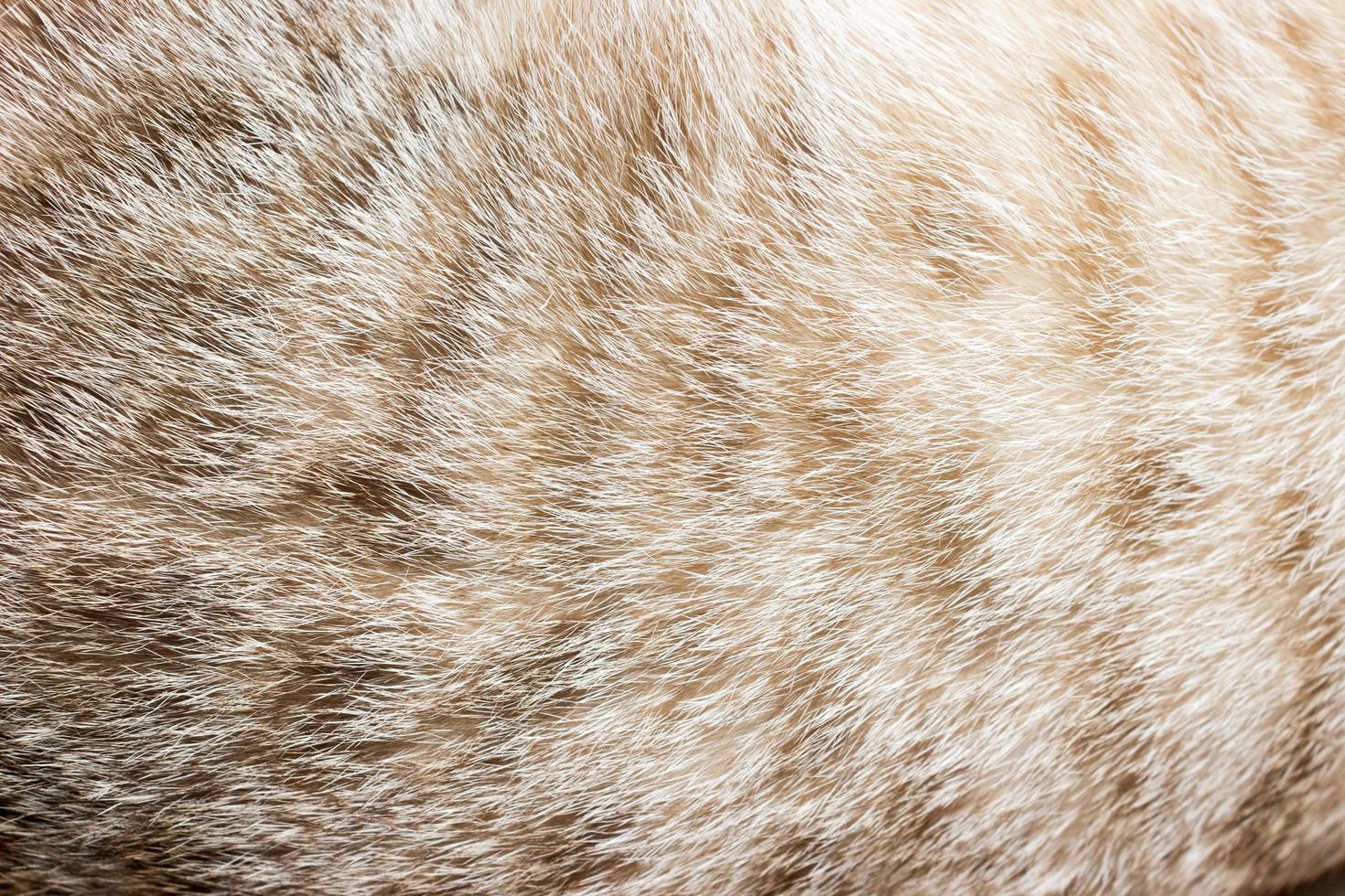 Close-up de piel de gato para textura o fondo foto