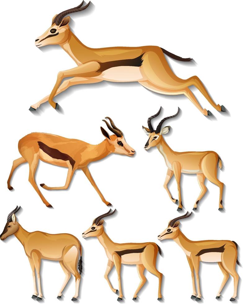 Conjunto de diferentes lados del impala aislado sobre fondo blanco. vector