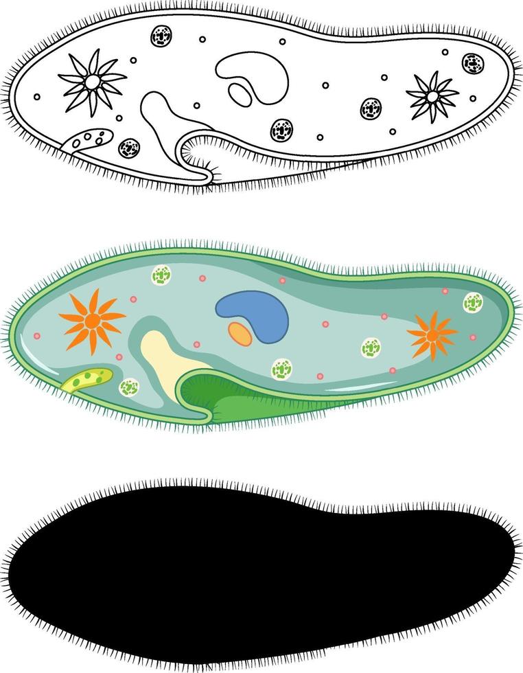 Set of Paramecium in silhouette and doodle on white background vector