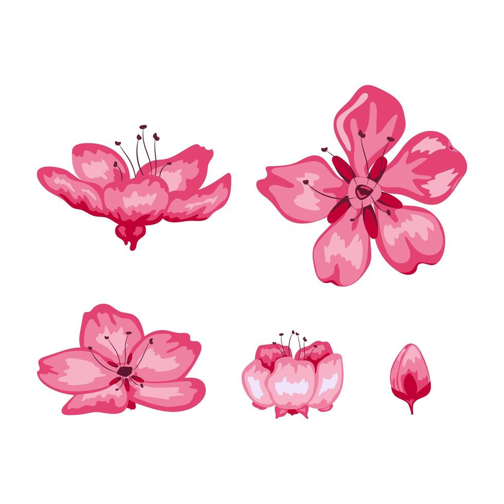 Sakura blossom flowers isolated on white background vector