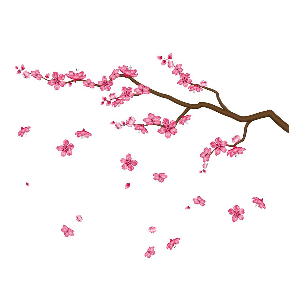 Sakura blossom flowers isolated on white background vector