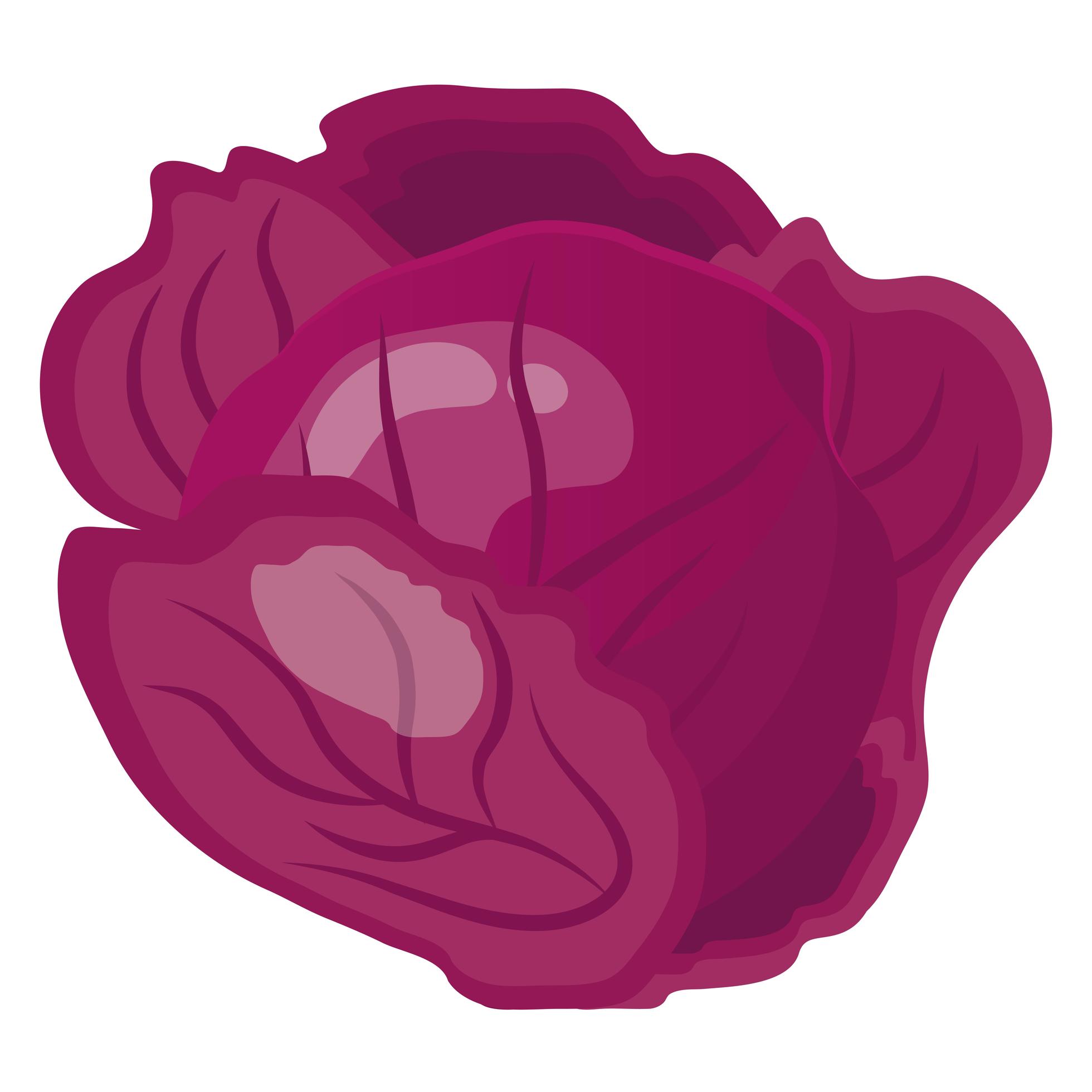 fresh vegetable purple cabbage healthy food icon 1952097 Vector Art at